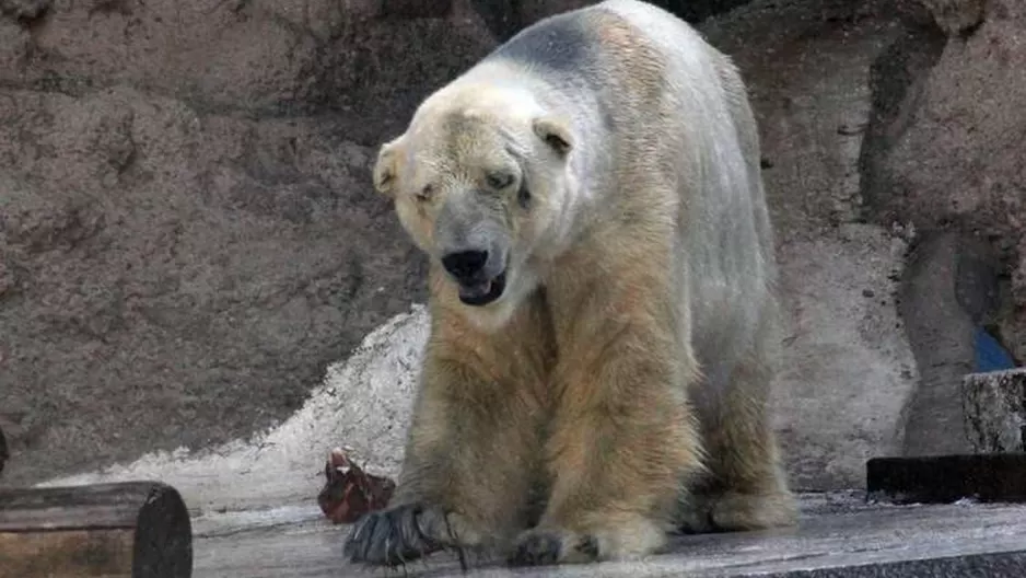 Realizan campaña para rescatar a oso polar deprimido