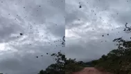 Registraron impactante “lluvia de arañas” en Brasil