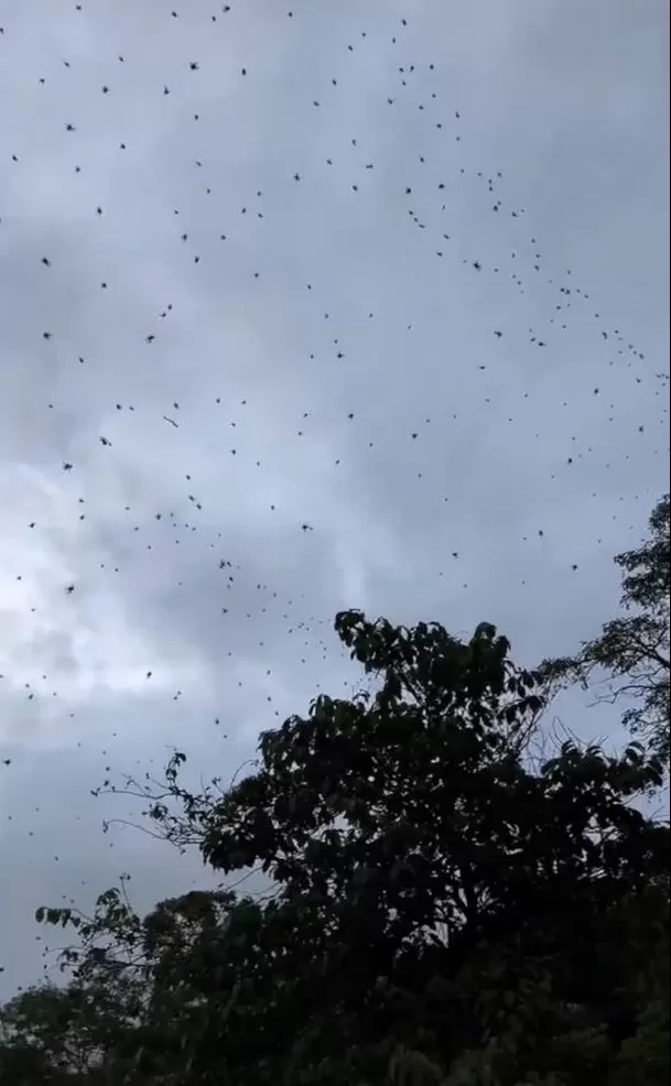 ¿Por qué se genera la "lluvia de arañas"? / Captura ¿Por qué se genera la "lluvia de arañas"? / Captura