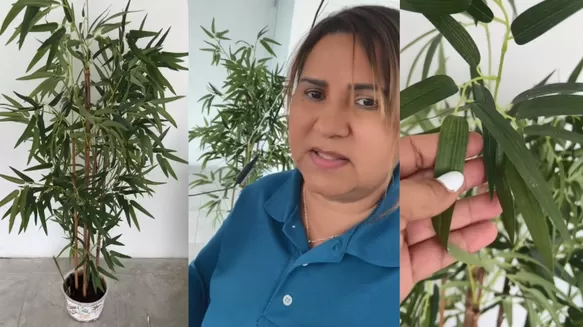 Tocó las hojas y notó que eran de plástico | Captura: @Mamitapr