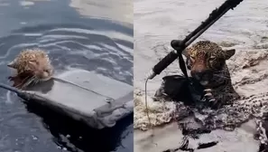 Las imágenes muestran que el jaguar no intentó atacar a los oficiales / Canal N 