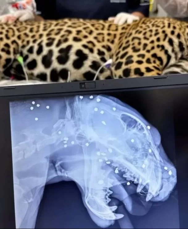 Al jaguar le faltaban varias piezas dentales / Instagram Al jaguar le faltaban varias piezas dentales / Instagram