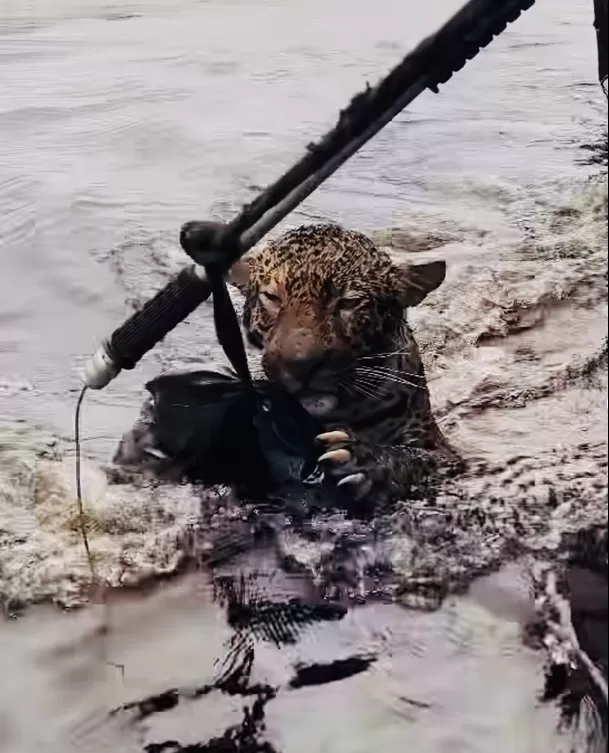 Rescatan a jaguar que recibió disparo en la cabeza / Instagram: laiff_ufam Rescatan a jaguar que recibió disparo en la cabeza / Instagram: laiff_ufam