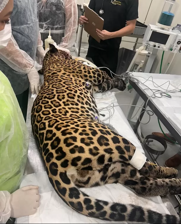 Actualmente, se encuentra en cuidados intensivos, bajo estricta vigilancia de un equipo compuesto por biólogos y veterinarios / Instagram Actualmente, se encuentra en cuidados intensivos, bajo estricta vigilancia de un equipo compuesto por biólogos y veterinarios / Instagram