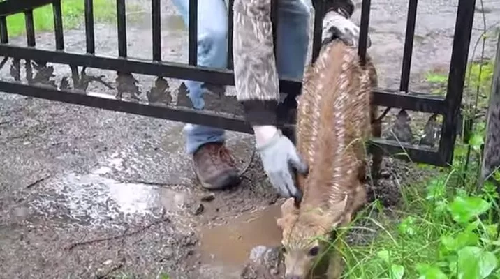 Rescate de un ciervo atrapado en una reja conmueve en Youtube