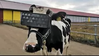 Vacas con gafas de realidad virtual. Foto: Ministerio de Agricultura de Moscú