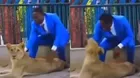 ¿Se creía un profeta? Pastor ingresó a jaula con leones para recrear pasaje bíblico 