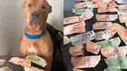 ¡Se declaró culpable! Perro se comió todos los billetes de su dueño