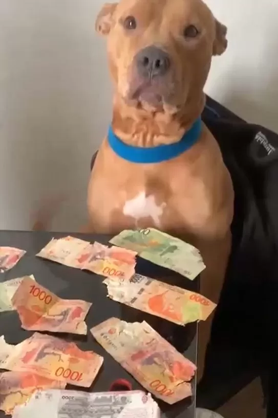 Perro puso cara de culpa por comerse billetes de su dueño / TikTok: @juanperoni10