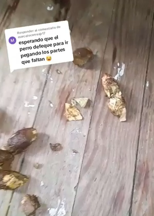 Dueño del perro esperó a que el animal vaya al baño / TikTok: @juanperoni10