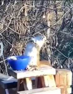 Ardilla se "emborrachó" tras comer peras fermentadas. Foto: TikTok