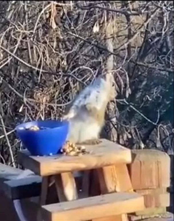 Ardilla se "emborrachó" tras comer peras fermentadas. Foto: TikTok