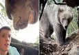 Se metió a cueva de un oso y el dueño apareció