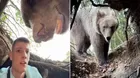 Se metió a cueva de un oso y el dueño apareció