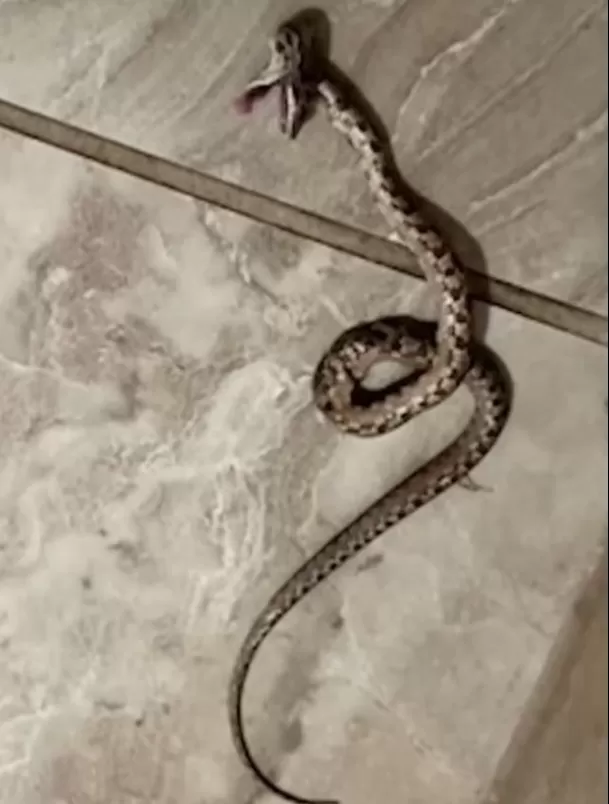 La mujer decidió tomar fotos de la serpiente porque sabía que "nadie me creería" / Captura 