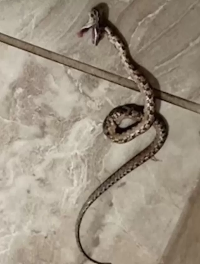 La mujer decidió tomar fotos de la serpiente porque sabía que "nadie me creería" / Captura La mujer decidió tomar fotos de la serpiente porque sabía que "nadie me creería" / Captura