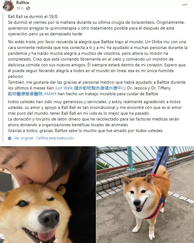 Murió Balltze, el perrito que conquistó las redes sociales con sus memes y stickers / Facebook