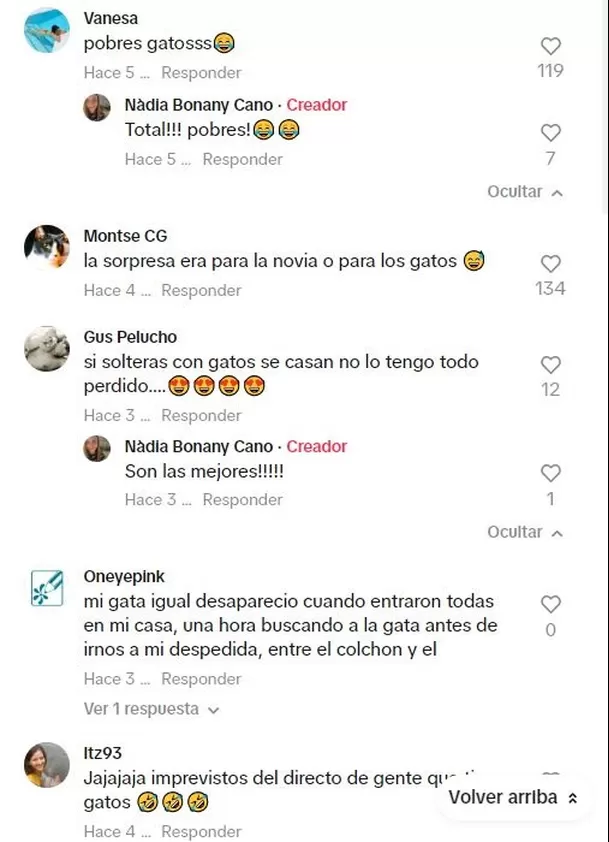 Algunos usuarios se solidarizaron con los gatos / TikTok