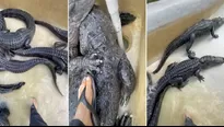 TikTok: Biólogo entra a piscina llena de cocodrilos y la reacción de los reptiles se vuelve viral. Video: TikTok @gatorchris1