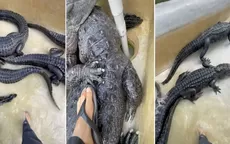TikTok: Biólogo entra a piscina llena de cocodrilos y la reacción de los reptiles se vuelve viral - Noticias de madre-familia