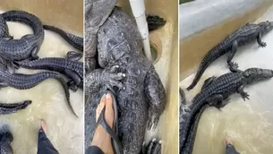 TikTok: Biólogo entra a piscina llena de cocodrilos y la reacción de los reptiles se vuelve viral. Video: TikTok @gatorchris1