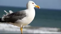 TikTok: Hombre agarra una gaviota en pleno vuelo para que no le robe su hamburguesa. Foto referencial: Freepik / Video: TikTok @taylorstictac