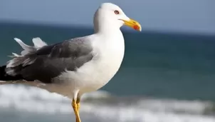 TikTok: Hombre agarra una gaviota en pleno vuelo para que no le robe su hamburguesa. Foto referencial: Freepik / Video: TikTok @taylorstictac