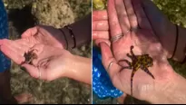 TikTok: Juega con pequeño pulpo sin saber que es uno de los animales más peligrosos del mundo. Foto y video:TikTok / @kaylinmarie21