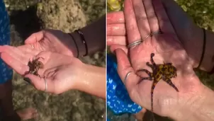 TikTok: Juega con pequeño pulpo sin saber que es uno de los animales más peligrosos del mundo. Foto y video:TikTok / @kaylinmarie21