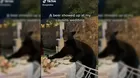 TikTok: Oso irrumpe en boda al aire libre y el video se vuelve viral