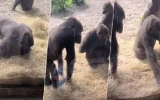 TikTok: La reacción de unos gorilas al encontrar una serpiente dentro de su jaula se vuelve viral - Noticias de agua