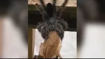 Captan el momento en el que una araña de gran tamaño devora a un pájaro. Foto: Captura