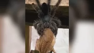 Captan el momento en el que una araña de gran tamaño devora a un pájaro. Foto: Captura