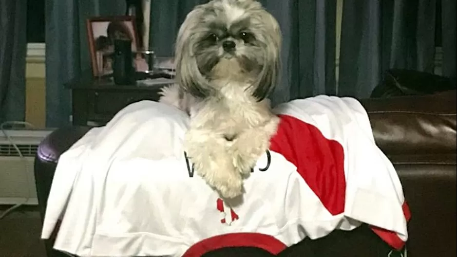 Perrito peruano también alienta a nuestra selección de fútbol. Twitter: @JuanBel07496841