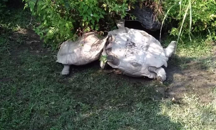 panza de tortuga bebe pintada