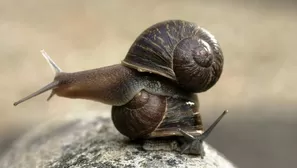 Jeremy, el caracol sin suerte en el amor solo por ser zurdo. Foto: AFP