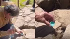 Turista sorprende al darle agua a ratón en Machu Picchu