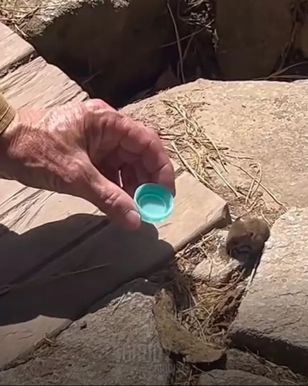 El ratón estaba sediento y el turista no dudó en darle agua / Captura El ratón estaba sediento y el turista no dudó en darle agua / Captura