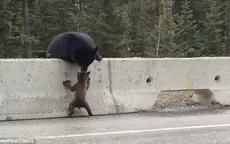 Vea cómo una osa rescata a su cachorro atrapado en una autopista - Noticias de oso-anteojos