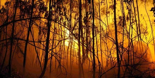 Uno de los peores incendios forestales de la historia de Australia dejó un saldo de 71 fallecidos / Fuente: News Europa Uno de los peores incendios forestales de la historia de Australia dejó un saldo de 71 fallecidos / Fuente: News Europa