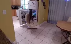 YouTube: astuto perro se roba la comida del refrigerador - Noticias de refrigerador