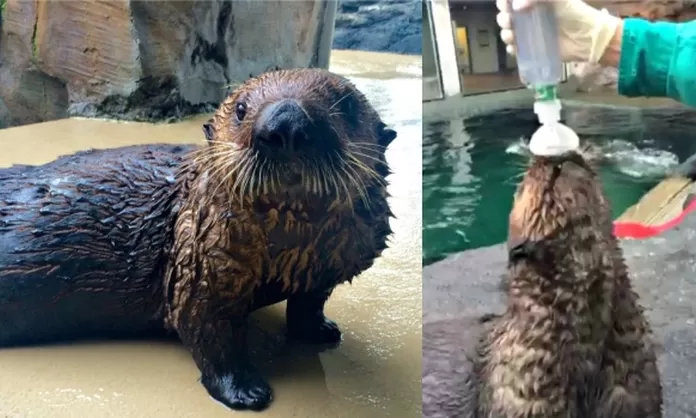 Mishka, la nutria que tiene asma, aprende a usar un inhalador