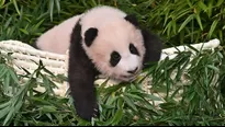 YouTube: Video de un bebé panda que se aferra a su cuidador conquista las redes sociales. Foto: AFP