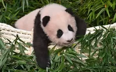 YouTube: Un bebé panda que se aferra a su cuidador conquista las redes sociales - Noticias de oso-panda
