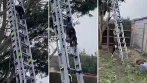 YouTube: Bomberos acuden a salvar a gato atrapado en árbol, pero felino logra bajar sin ayuda. Foto: Captura