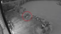 En im&aacute;genes se aprecia que el felino pasea por el patio, se detiene y permanece parado varios segundos para luego correr y desaparecer. (Foto: Captura/Video: Rach TV)