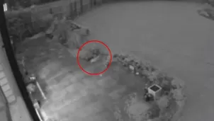 En im&aacute;genes se aprecia que el felino pasea por el patio, se detiene y permanece parado varios segundos para luego correr y desaparecer. (Foto: Captura/Video: Rach TV)