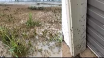 YouTube: Captan cómo millones de arañas invaden casas en Australia para huir de inundaciones. Foto: Foto: @MG__214 / Guardian Australia /Video: 