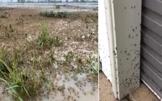 YouTube: Captan cómo millones de arañas invaden casas en Australia para huir de inundaciones - Noticias de carlos-gallardo