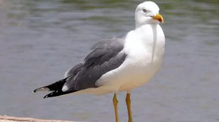 El hecho fue grabado en la isla de Skokholm. Foto: captura El hecho fue grabado en la isla de Skokholm. Foto: captura